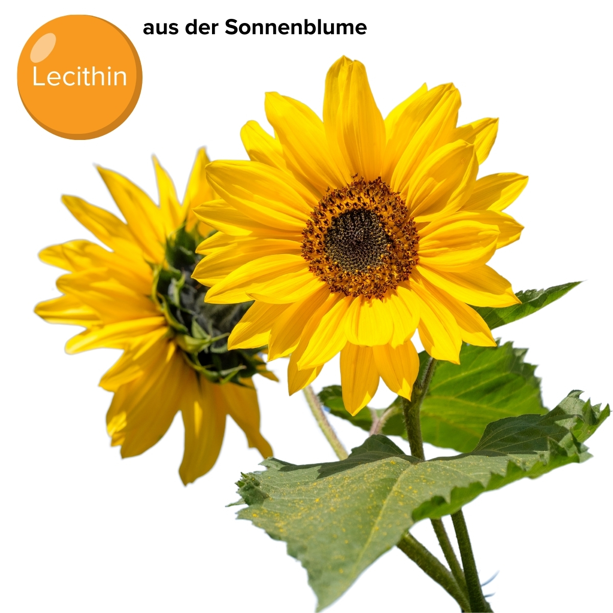 liposomales Curcumin Complex Vegan