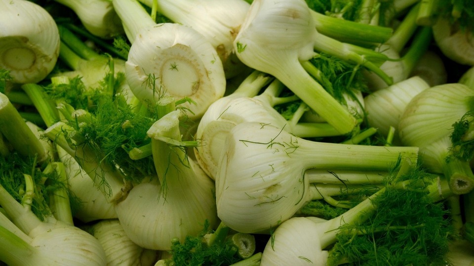 Fenchel