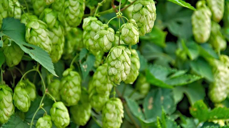 Hopfen