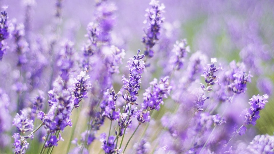 Lavendel