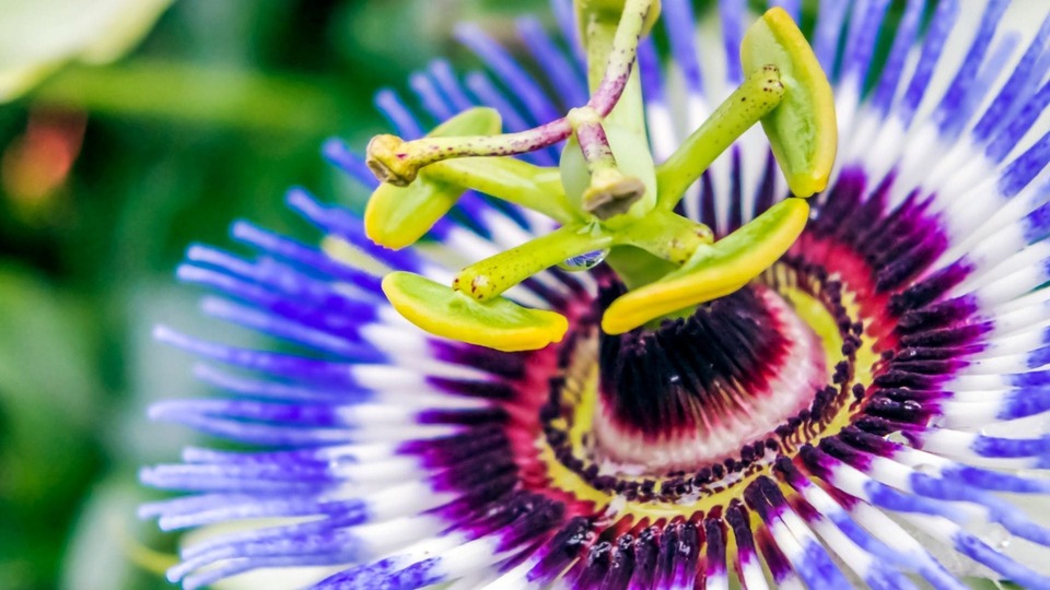 Passionsblume
