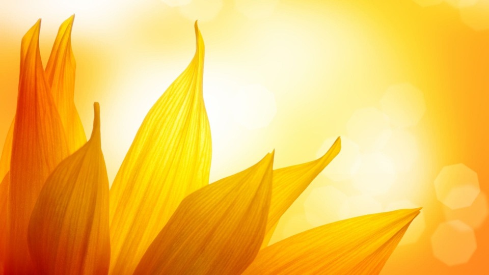 Sonnenblumenlecithin