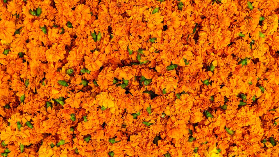 Zeaxanthin